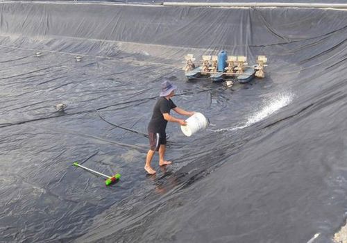 Người nuôi tôm Hà Tĩnh đầu tư hệ thống ao đầm, chuyển mạnh sang thâm canh