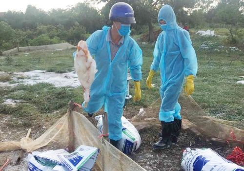 Quảng Ninh: Chủ động các biện pháp phòng, chống dịch cúm gia cầm
