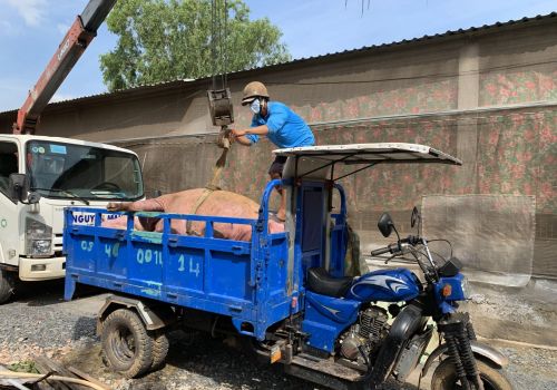 Quảng Nam: Hơn 6 tỷ đồng hỗ trợ chủ vật nuôi có gia súc bị tiêu hủy bắt buộc