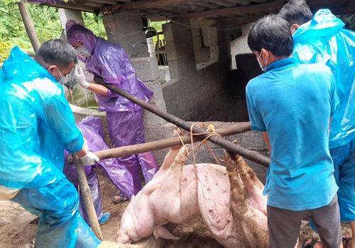 Cao Bằng: Thạch An tái bùng phát dịch tả lợn châu Phi