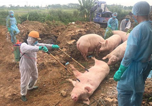 Hà Nội tăng cường phòng, chống dịch bệnh gia súc, gia cầm