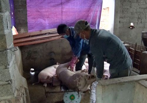 T.P Sông Công (Thái Nguyên): Công bố dịch tả lợn châu Phi tại phường Lương Sơn