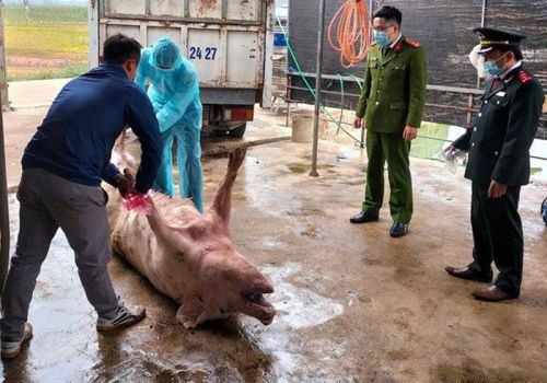 Bắc Giang: Phát hiện xe chở lợn nhiễm dịch tả Châu Phi đi tiêu thụ