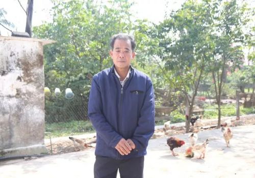 Loài gà quý trong Sách đỏ, chỉ thích ăn lúa, ngô, chăm bẵm nửa năm bán 1 con thu được tiền triệu