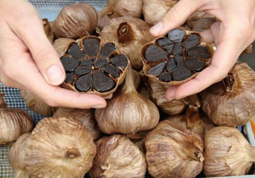 Cho tôm ăn “tỏi đen” liệu có khả thi?