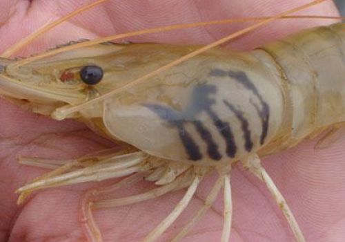 Bệnh đen mang trên tôm