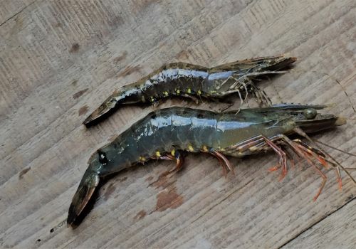 Khắc phục hiện tượng tôm sú chậm lớn