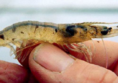 Bệnh thiếu Vitamin C ở tôm.