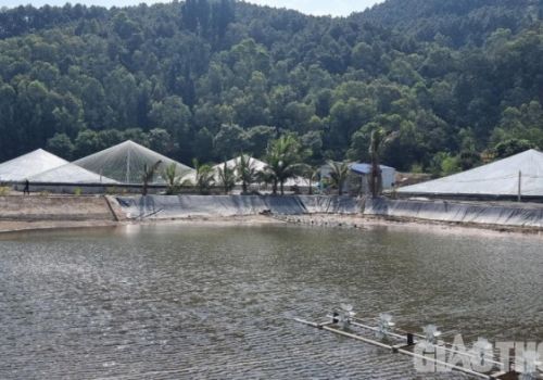 Hàng loạt ao nuôi tôm vi phạm hành lang đê điều, gây ô nhiễm môi trường