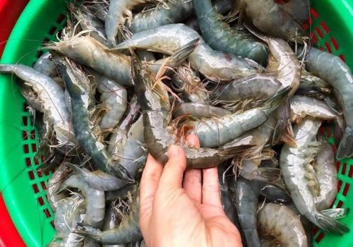 Từ năm 2022, Trung Quốc giảm thuế nhập khẩu nhiều loại thủy sản