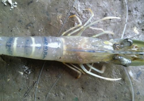 Bỏ túi phương pháp điều trị một số bệnh thường gặp ở tôm sú