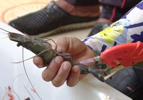 Bắt giữ 100kg tôm nguyên liệu bơm tạp chất