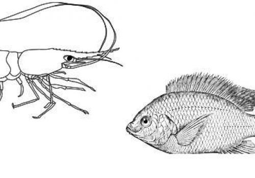 Kết hợp nuôi cá rô phi với tôm và những lưu ý