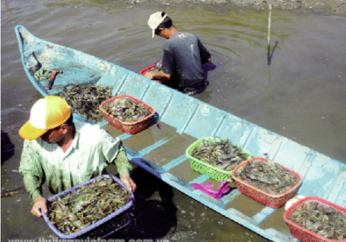 Tôm càng xanh, tôm sú, tôm thẻ chân trắng tại Việt Nam