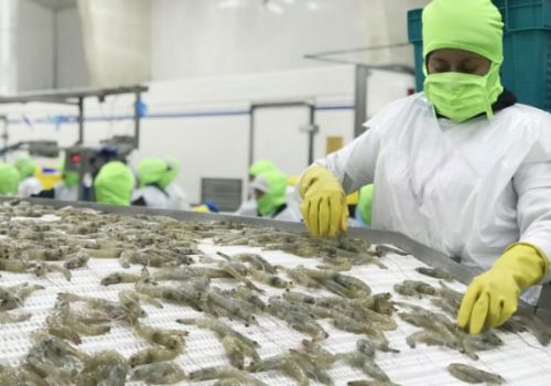 Sản lượng tôm toàn cầu sẽ tiếp tục tăng trong năm 2022