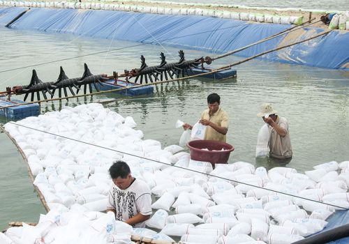 Tăng cường quản lý chất lượng tôm giống
