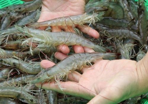 Ngân hàng rót 30.000 tỷ đồng phát triển chuỗi giá trị ngành tôm Việt Nam