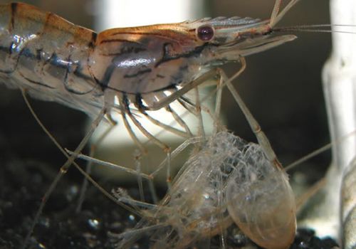 Giải pháp giúp tôm lột xác đều