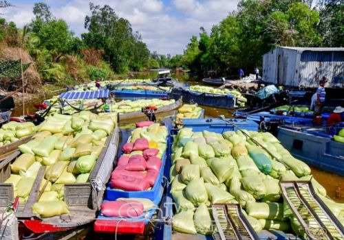 Cà Mau: Khẩn trương xuống giống vụ lúa – tôm