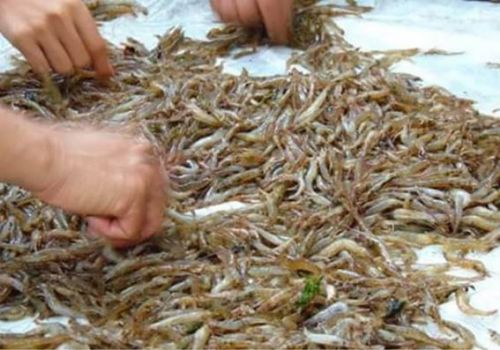 Gần 1.000 ha tôm nhiễm bệnh