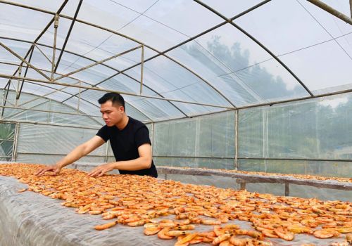 9X gác bằng đại học kiến trúc, về quê nuôi tôm rừng, thu nhập khấm khá