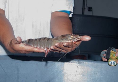 Mỗi năm Việt Nam nhập khẩu khoảng 200.000 con tôm bố mẹ