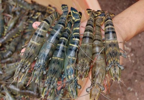 Quy chế kiểm soát chỉ dẫn địa lý ‘Cà Mau’ cho sản phẩm tôm sú