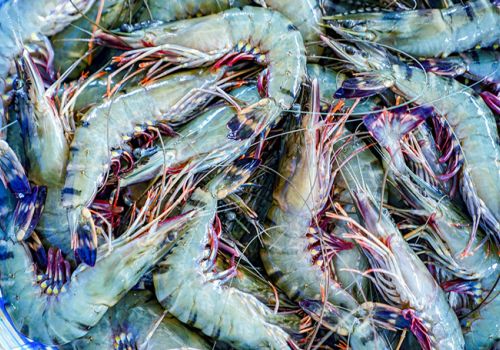 3 doanh nghiệp đầu tiên được cấp chứng nhận quyền sử dụng chỉ dẫn địa lý ‘Cà Mau’ cho sản phẩm tôm sú