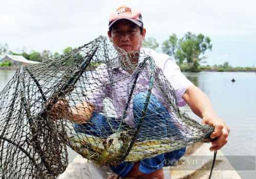 Tôm hùm Mỹ nhập về Việt Nam bán giá cao sao tôm, cua Cà Mau mang lên TP.HCM lại khó?