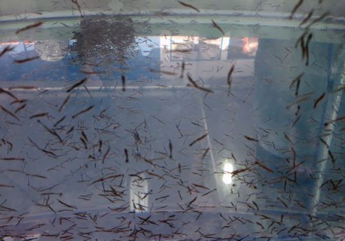 Tôm tăng trưởng tốt nhờ rong sụn