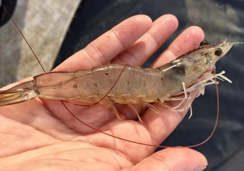 Ảnh hưởng của công nghệ copefloc đến chất lượng an toàn sản phẩm tôm thẻ chân trắng