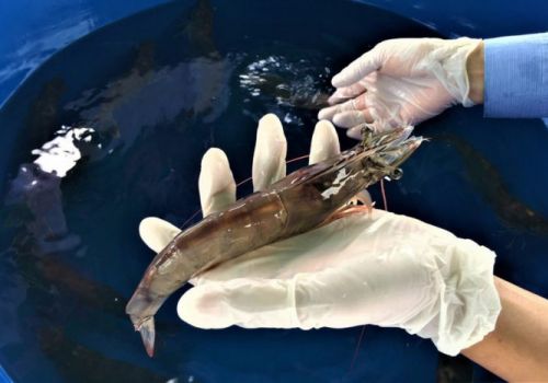 SIS và KONABAY: Thống lĩnh thị trường tôm bố mẹ tại Ấn Độ