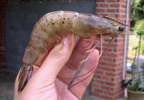 Phòng, trị bệnh đốm đen trên tôm