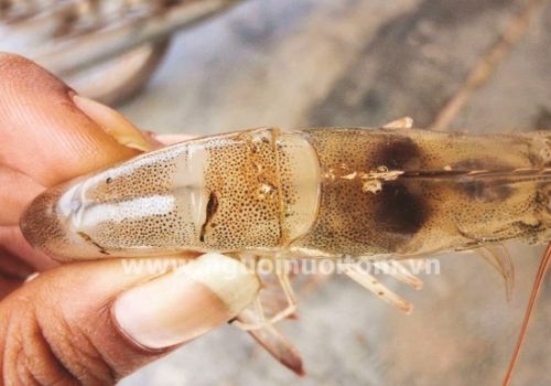 Cách chữa bệnh trắng lưng ở tôm thẻ chân trắng