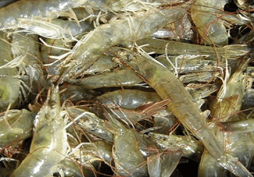 Chiếu xạ tăng chất lượng tôm