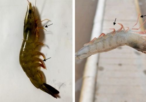 Bệnh đỏ chân ở tôm thẻ nuôi nước ngọt