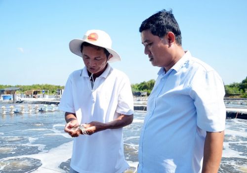 Tôm vẫn sẽ đóng vai trò chủ lực trong xuất khẩu thủy sản