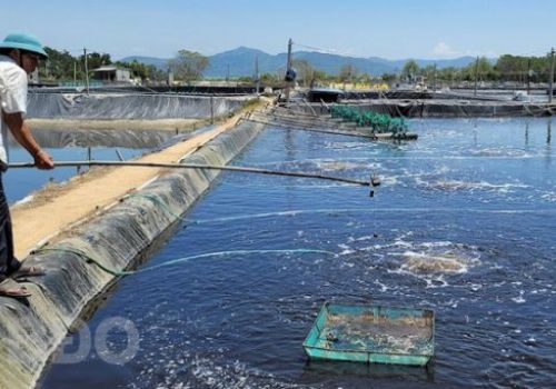 Bình Định: Tăng cường quản lý và hỗ trợ nuôi trồng thủy sản