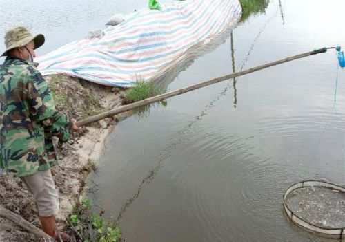 Đón đầu thị trường tôm thương phẩm cuối năm