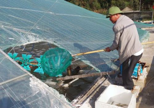 Nhà màng giúp người nuôi tôm chủ động mùa vụ