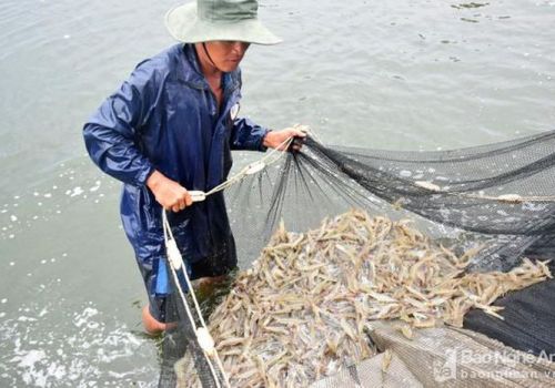 Nông dân Nghệ An bám tôm vụ đông, đón thị trường tăng giá