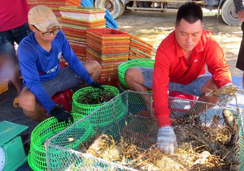 Phú Yên: Gấp rút thu hoạch tôm tránh mưa bão