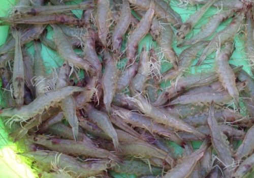 Kỹ thuật nuôi tôm an toàn không sử dụng thuốc và hóa chất xử lý môi trường