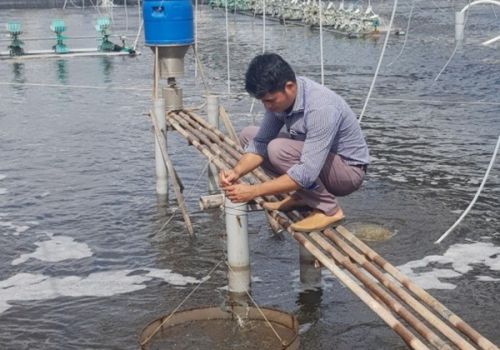 Quy trình nuôi tôm 2 giai đoạn