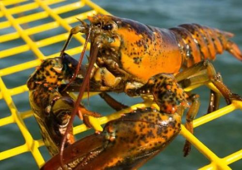 Biến đổi khí hậu có thể chấm dứt sự bùng nổ tôm hùm nức tiếng xứ Maine