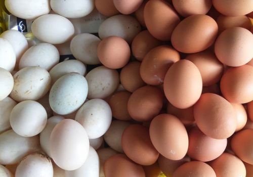 7 mẹo để giảm hiện tượng trứng nứt ở gia cầm