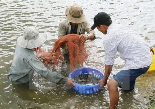 Nông dân phấn khởi với giá thủy sản tăng cao