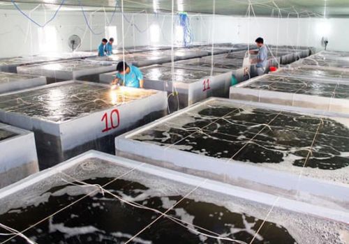 Hà Tĩnh: giải pháp phát triển giống thủy sản trên địa bàn tỉnh