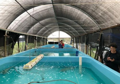 Yêu cầu mới về Tiêu chuẩn Trại giống