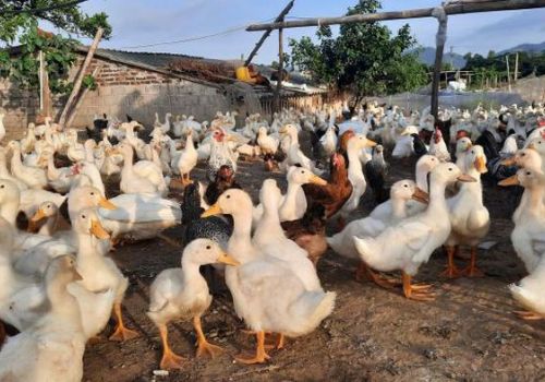 Quảng Ninh siết chặt quản lý sử dụng kháng sinh trong chăn nuôi